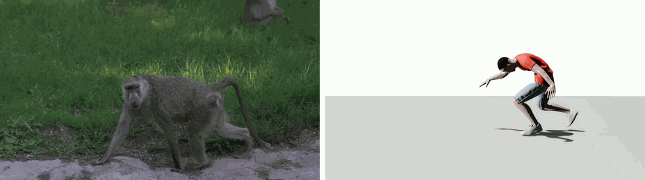 Monkey walk reference video and generated human motion